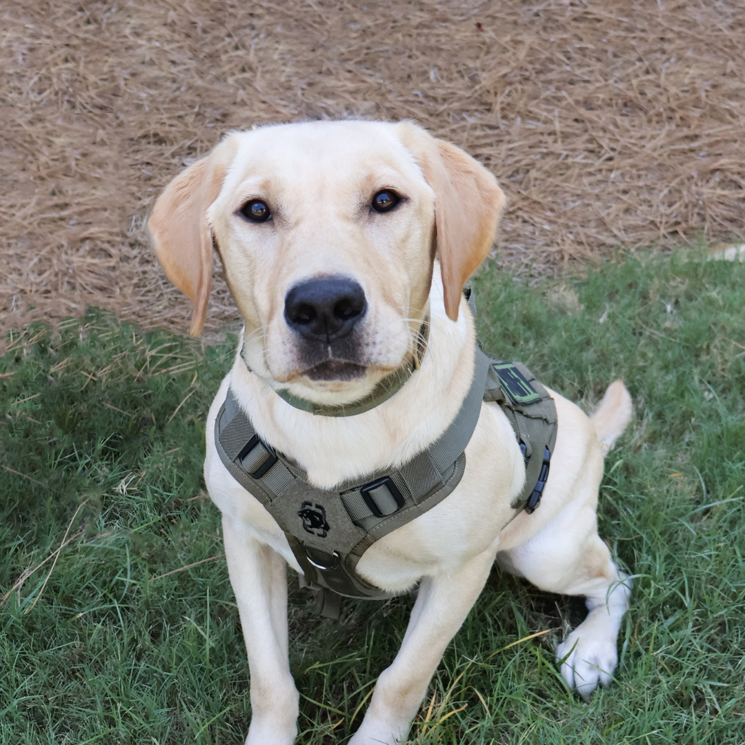K-9 photo