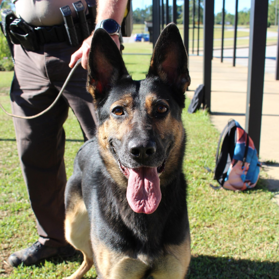 K-9 photo