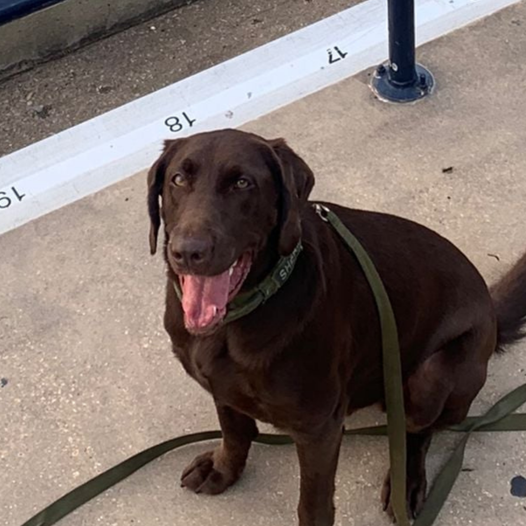 K-9 photo