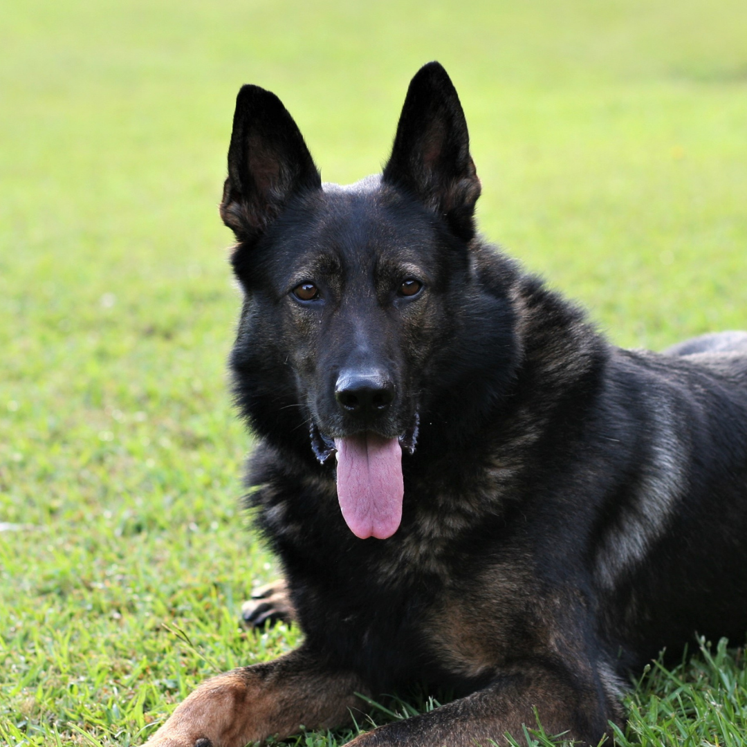K-9 photo