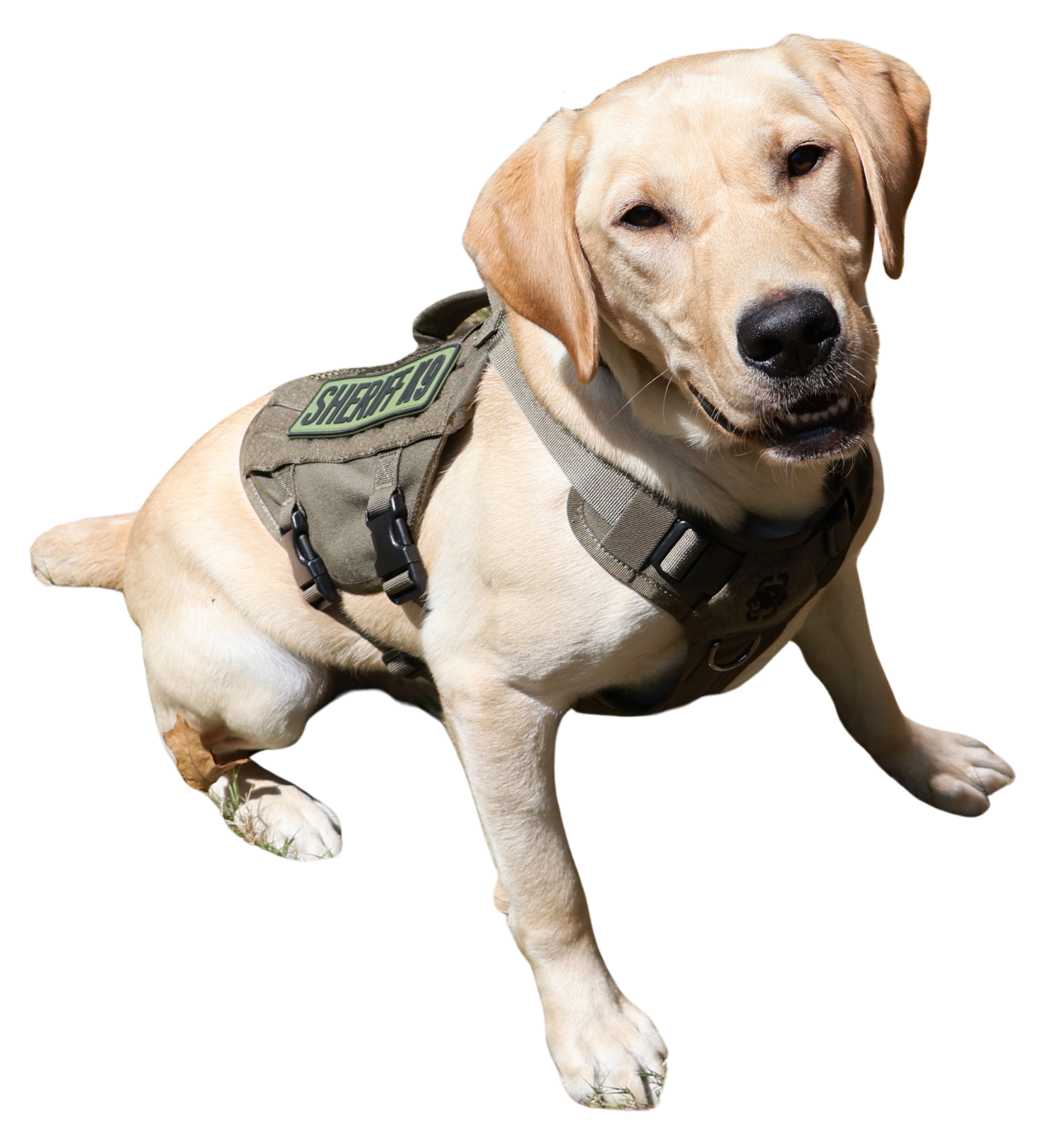 K9 Bodie, a yellow Labrador retriever in his Sheriff K9 vest, sitting and smiling at the camera