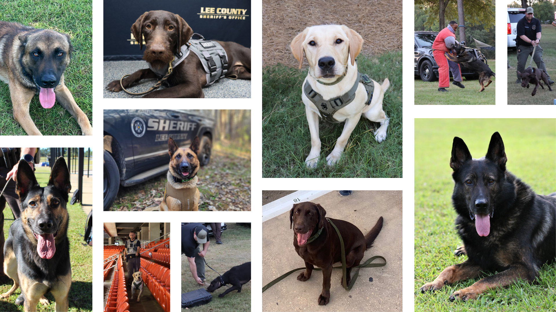 Photo collage of Lee County Sheriff's Office K9s and their handlers