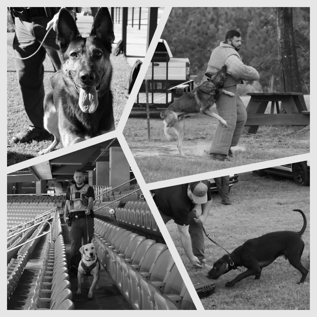 collage of 4 photos of canines doing various tasks
